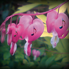 Chimes of Life (Music is the Heartbeat of the World)